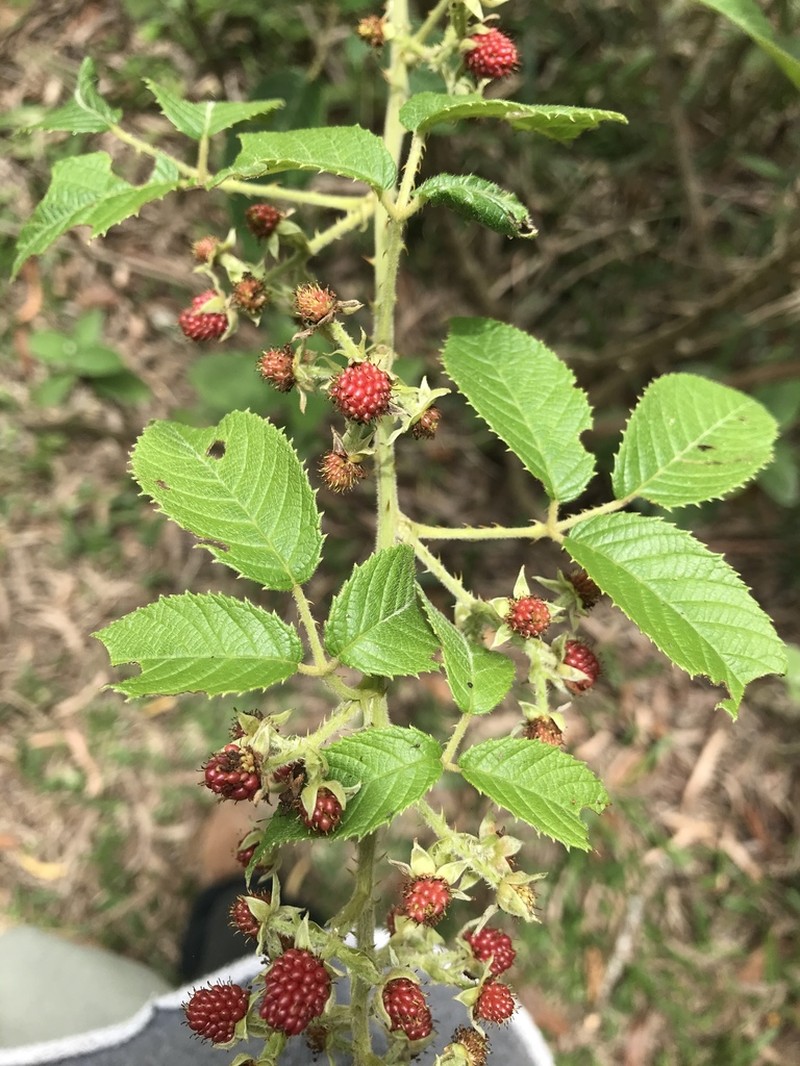 Rubus sellowii photo 4