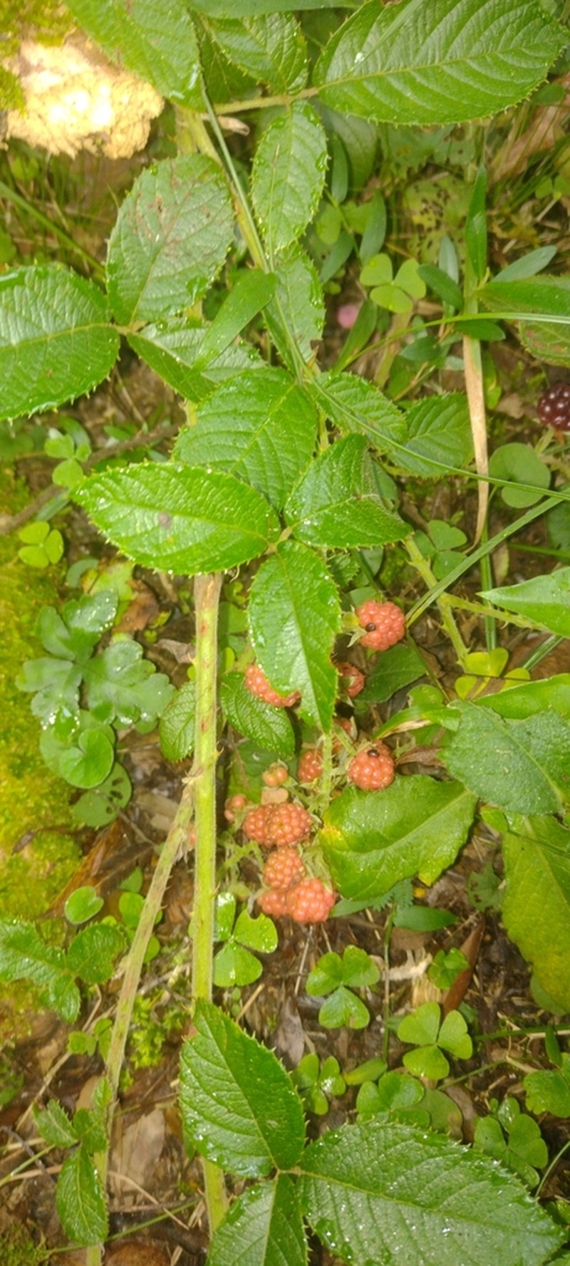 Rubus sellowii photo 5