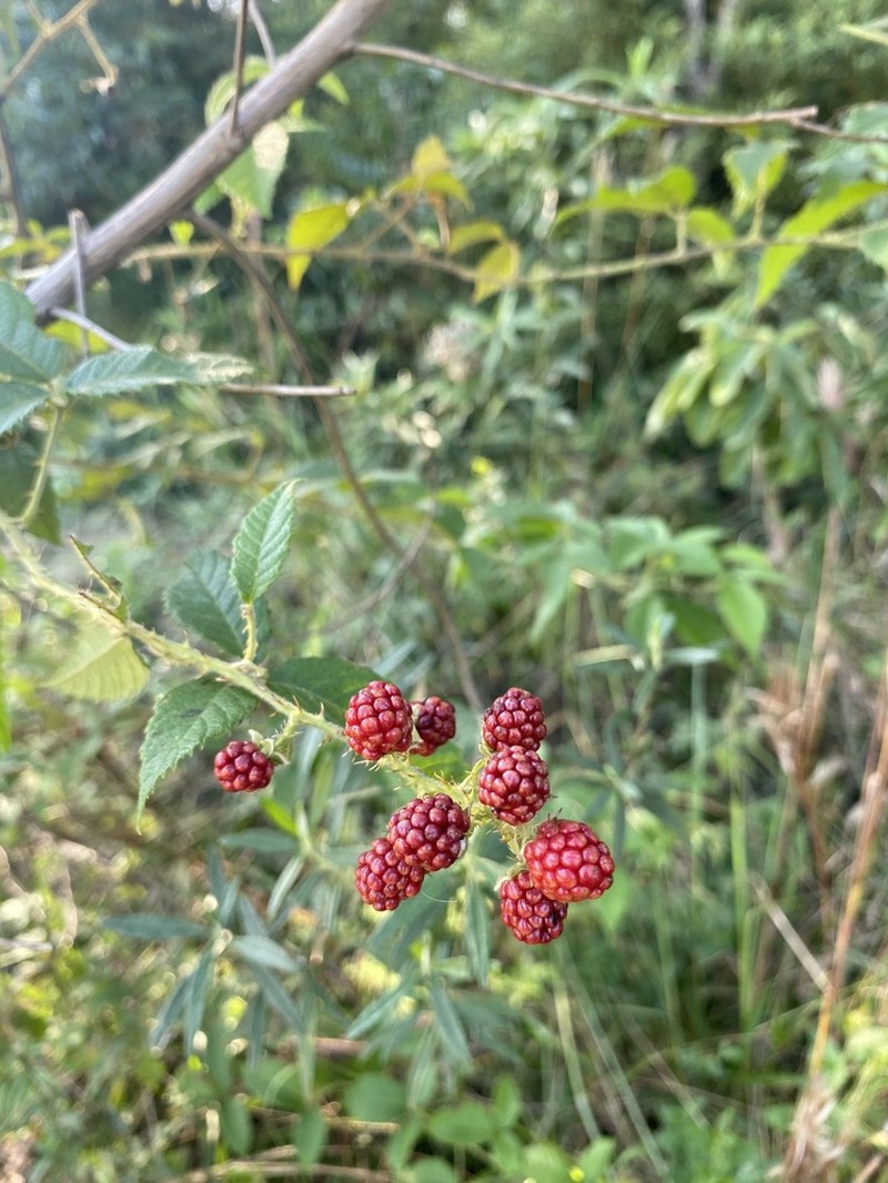Rubus sellowii photo 6