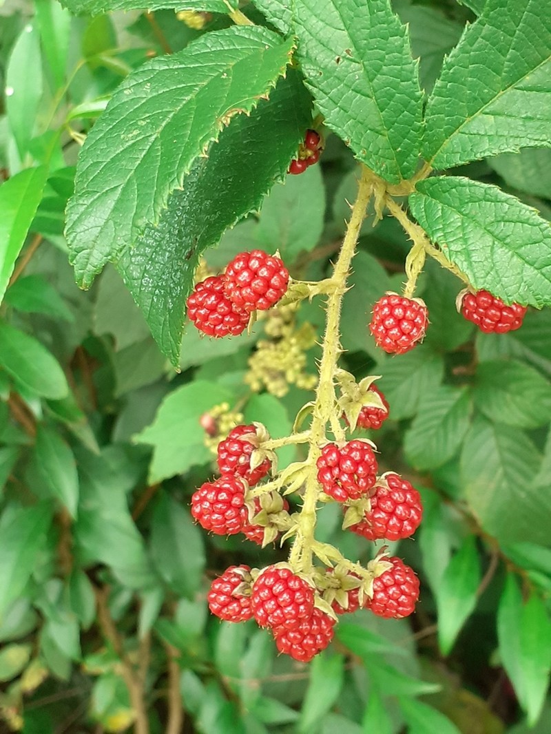 Rubus sellowii photo 7