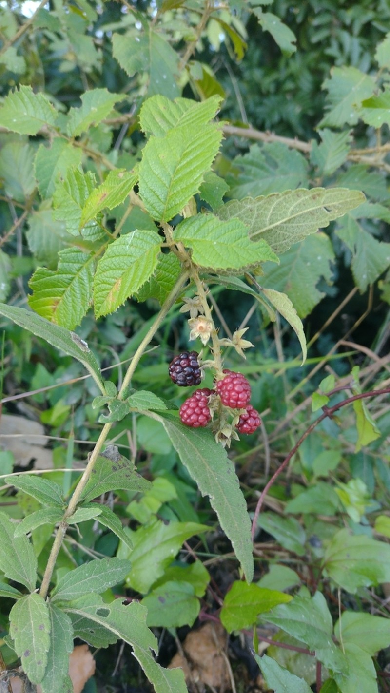 Rubus sellowii photo 8
