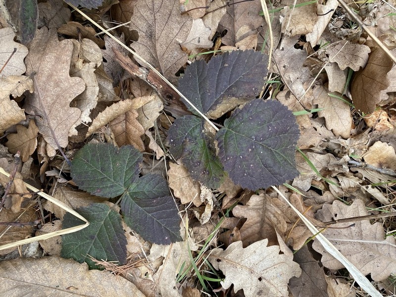 Rubus semitomentosus