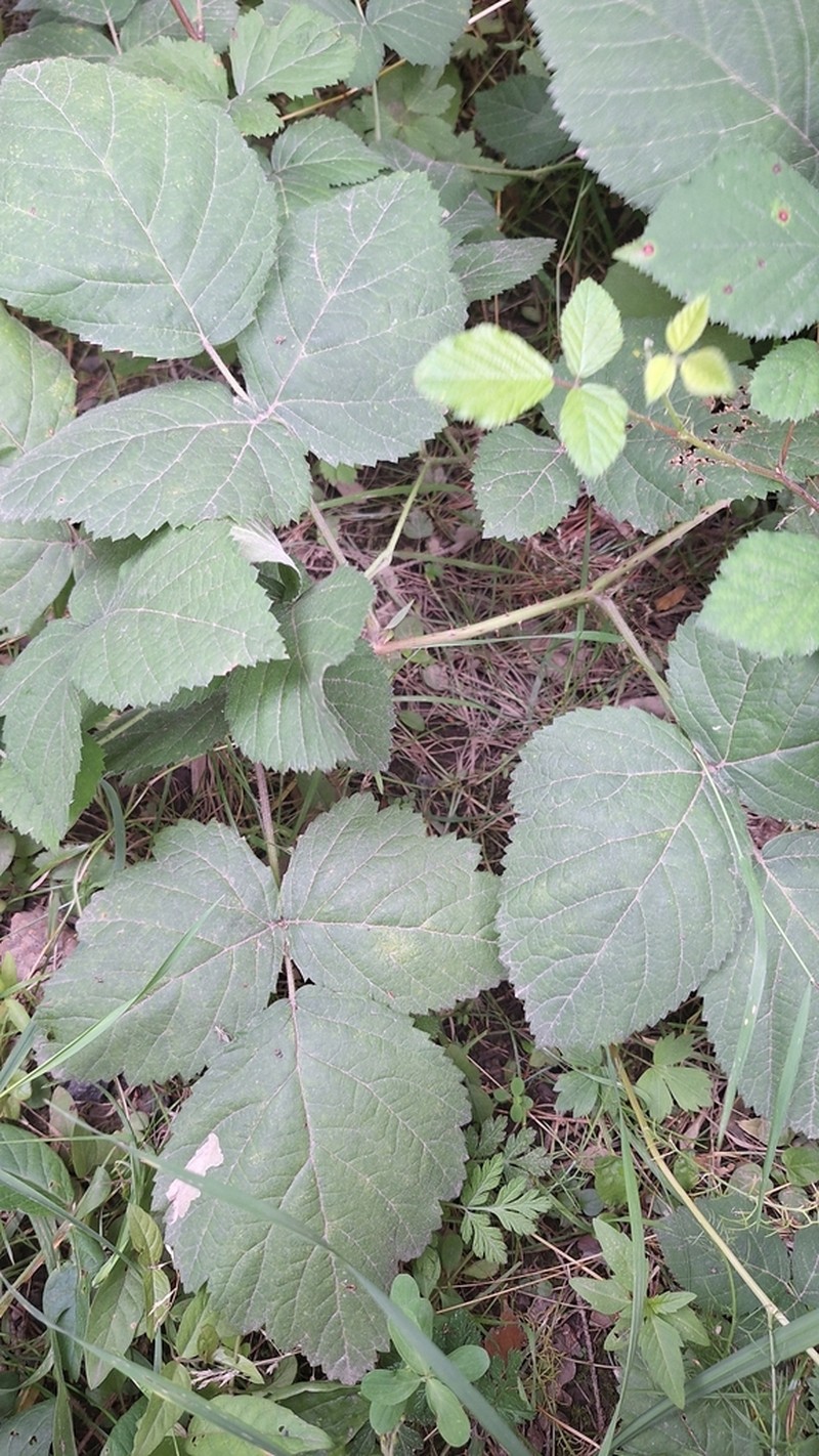 Rubus semitomentosus photo 3