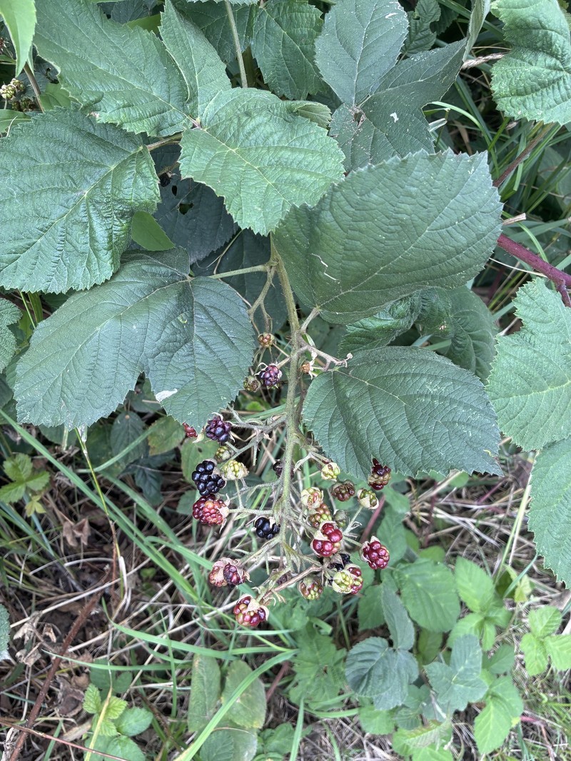 Rubus semitomentosus photo 4