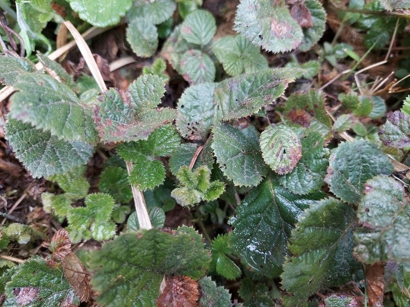 Rubus sengorensis