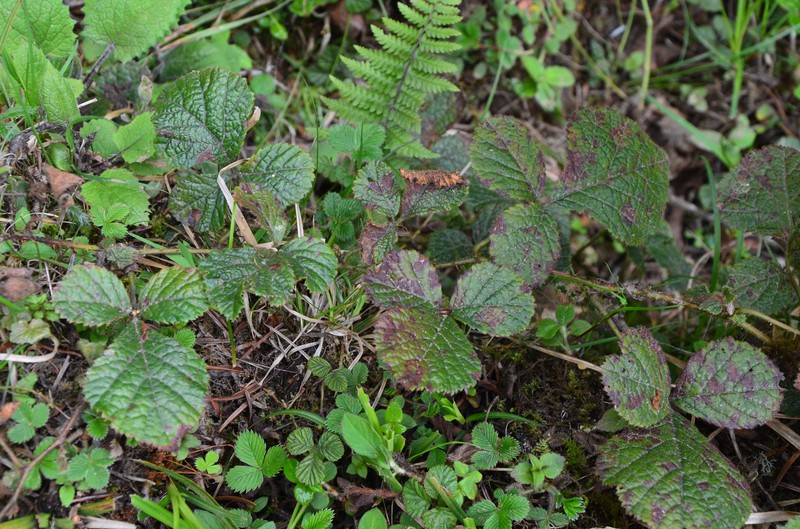 Rubus sengorensis photo 2
