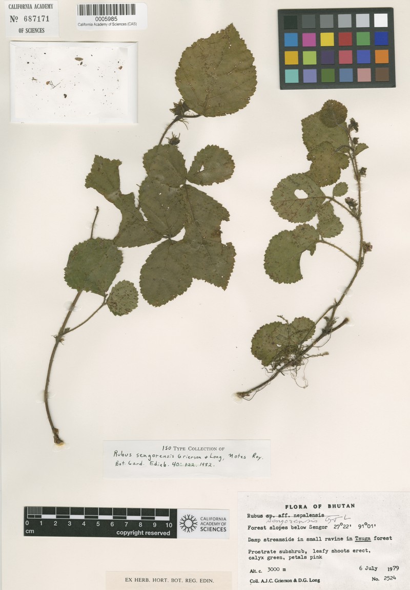 Rubus sengorensis photo 3