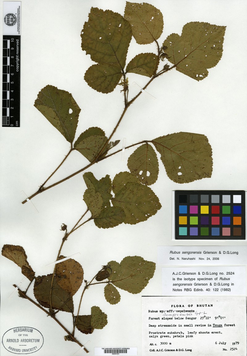 Rubus sengorensis photo 4