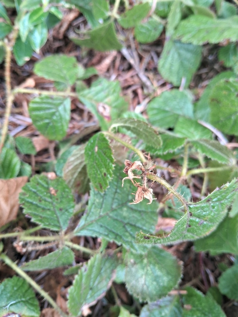 Rubus sengorensis photo 5