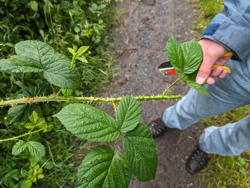 Rubus senticosus photo 2