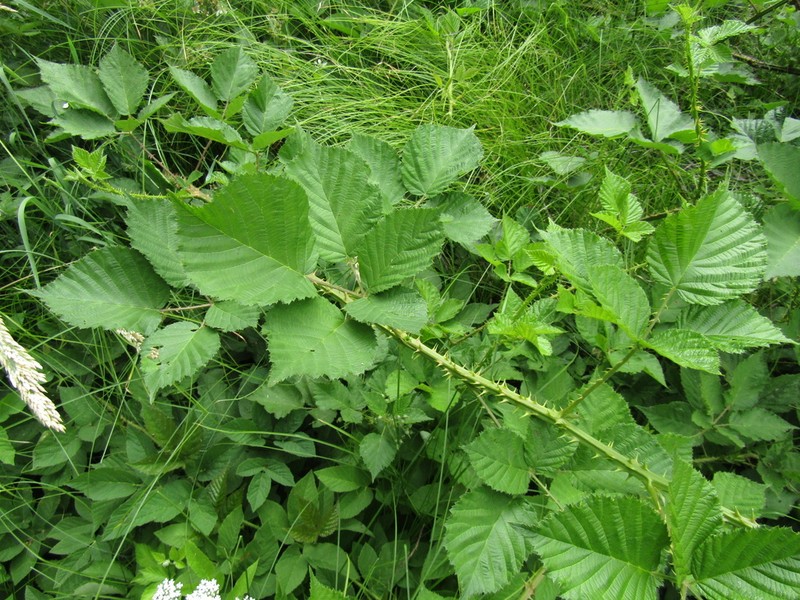 Rubus senticosus photo 3
