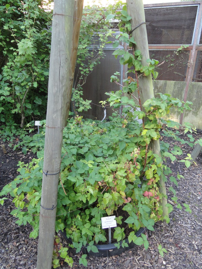Rubus senticosus