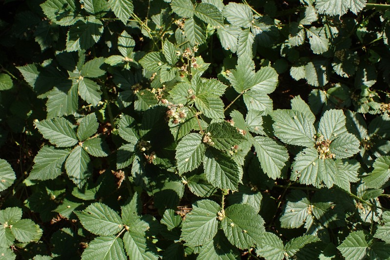 Rubus senticosus photo 4