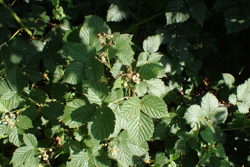 Rubus senticosus photo 5