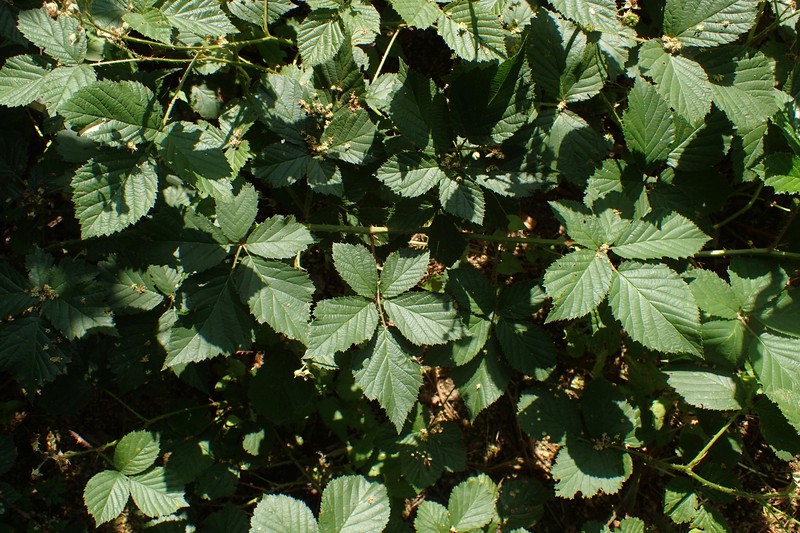Rubus senticosus photo 8