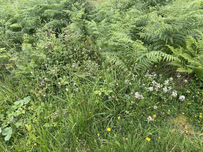Rubus septentrionalis