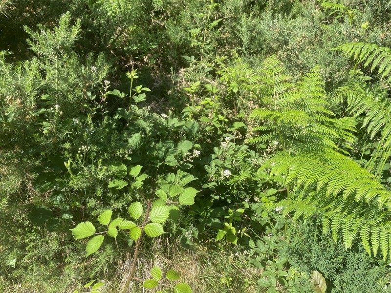 Rubus septentrionalis photo 2