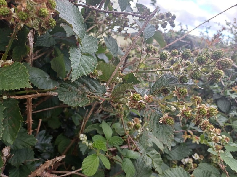 Rubus septentrionalis photo 3