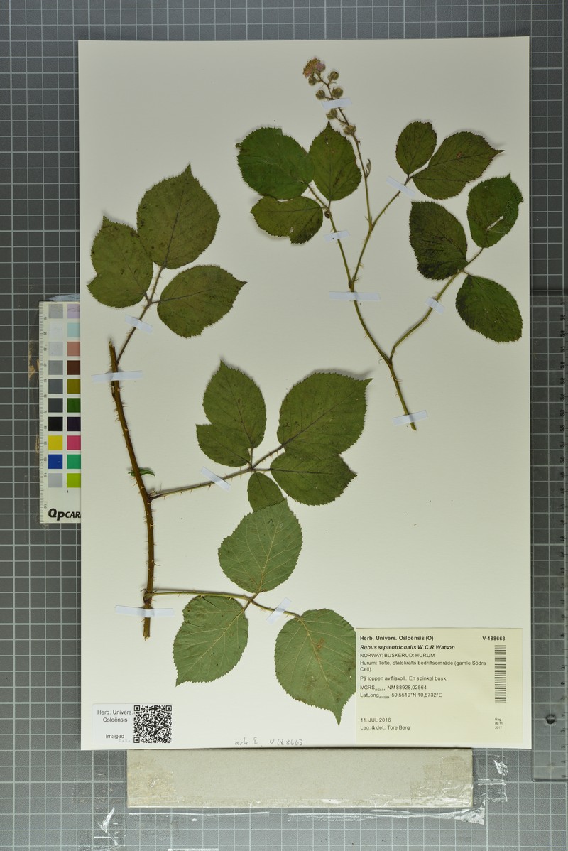 Rubus septentrionalis photo 5