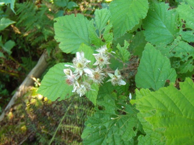 Rubus serpens