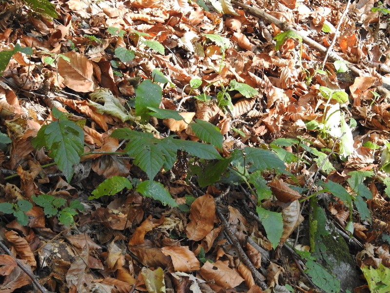 Rubus serpens photo 2