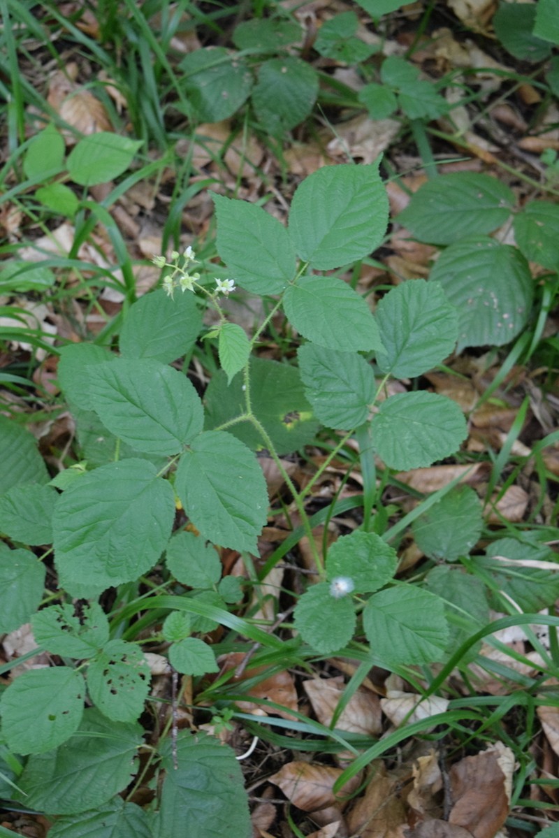 Rubus serpens photo 3