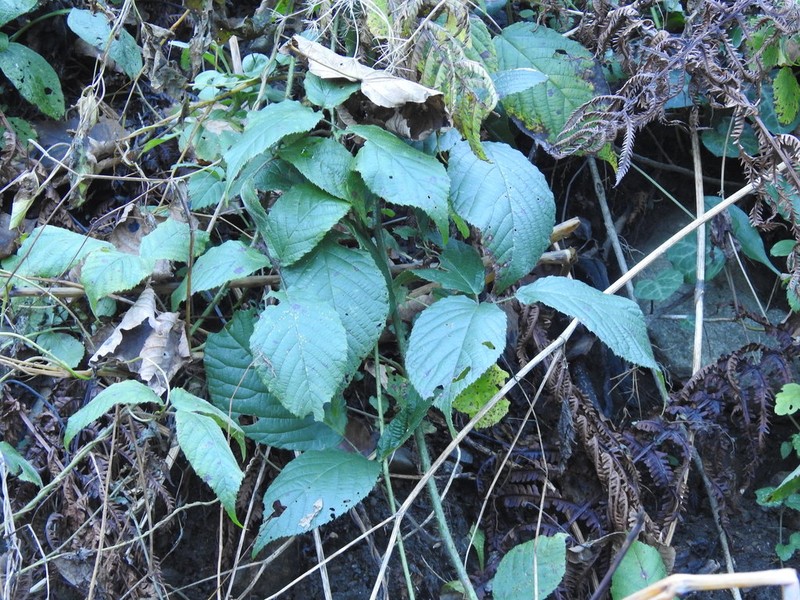 Rubus serpens photo 4