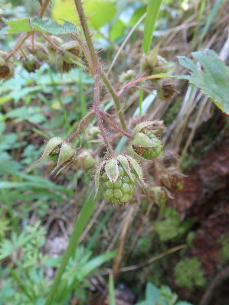 Rubus serpens photo 5