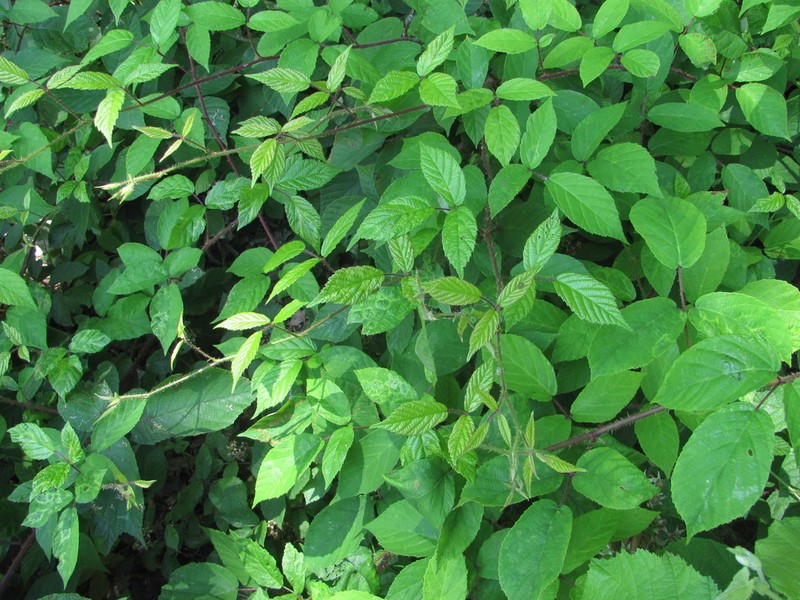 Rubus serpens photo 6