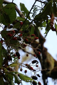 Rubus serrae