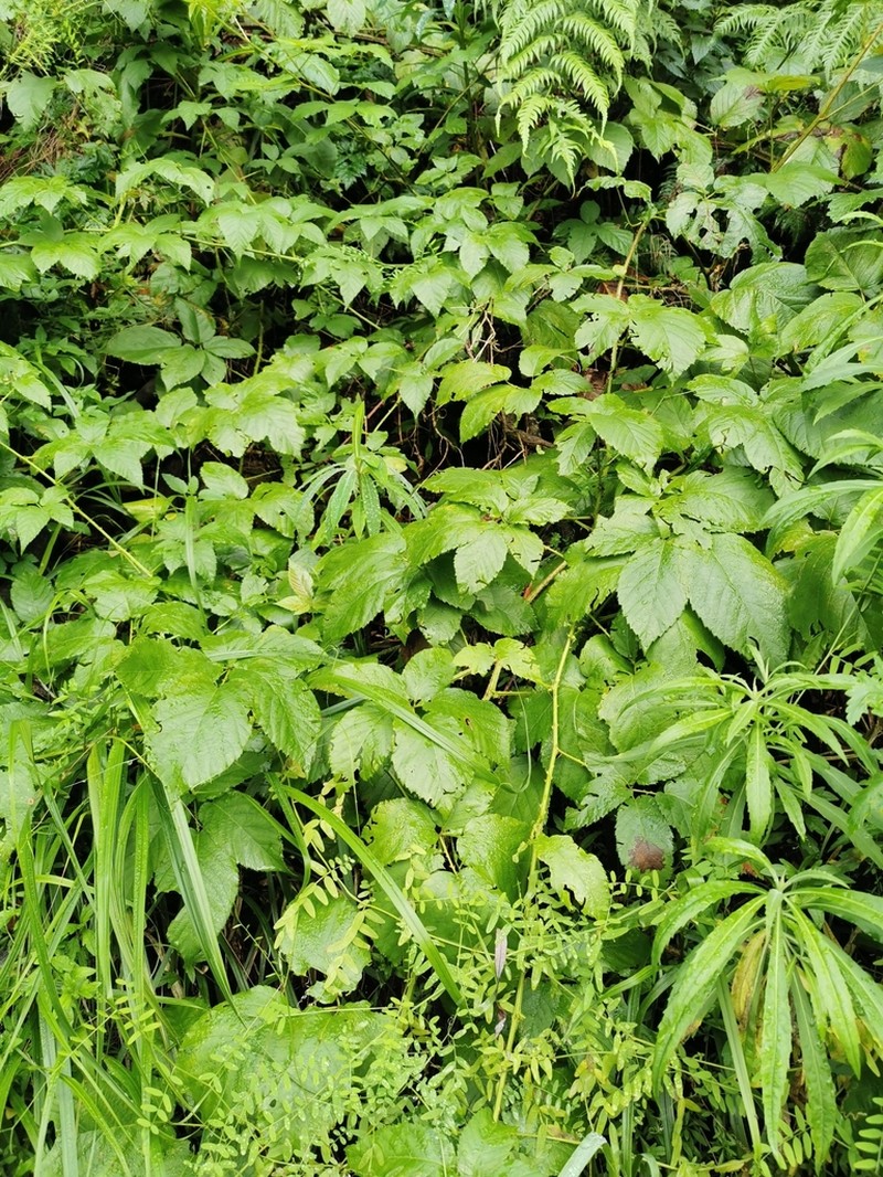 Rubus serrae photo 2