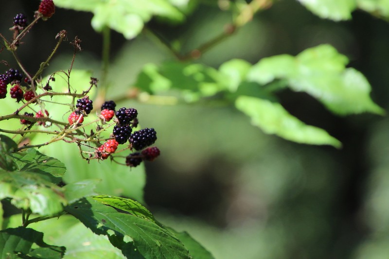 Rubus serrae photo 3