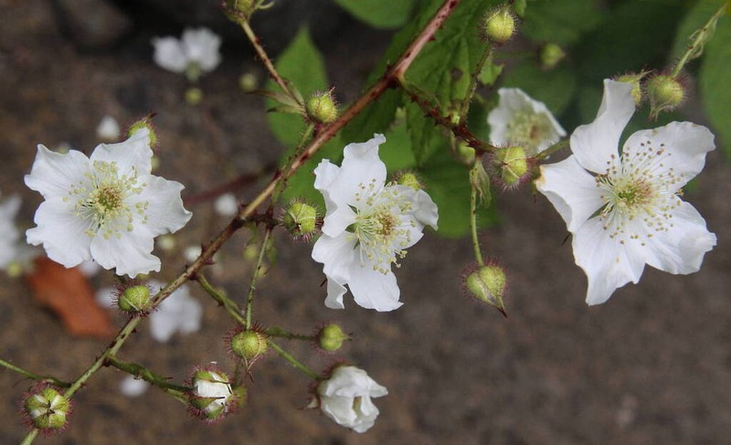 Rubus serrae photo 4