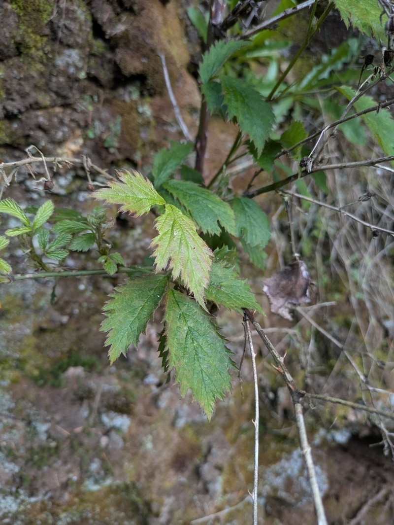 Rubus serrae photo 5