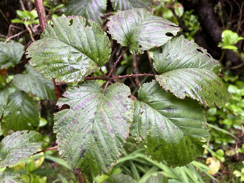Rubus serrae photo 6