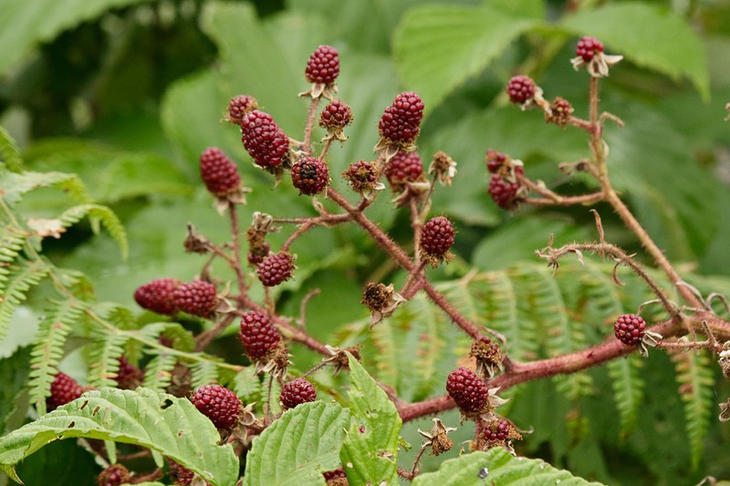 Rubus serrae photo 7