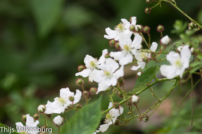 Rubus serrae photo 8