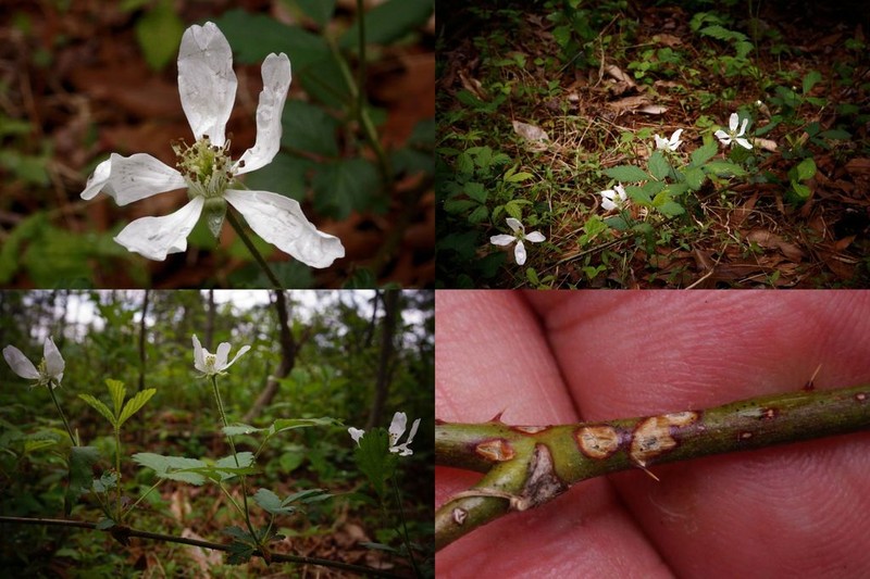 Bottomland Dewberry