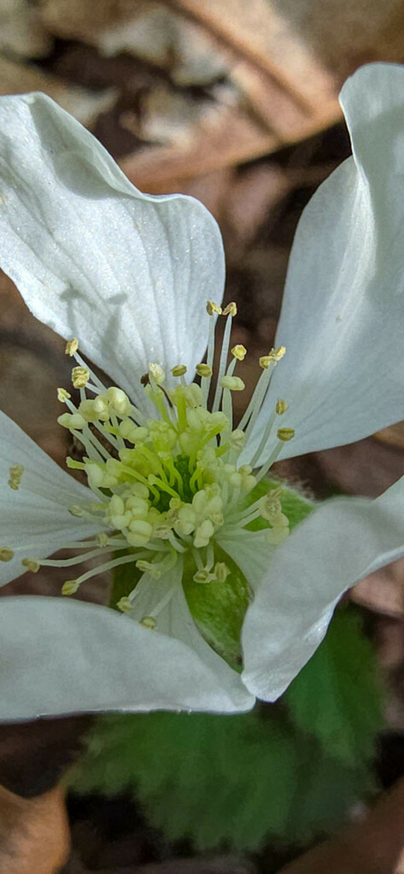 Bottomland Dewberry photo 2