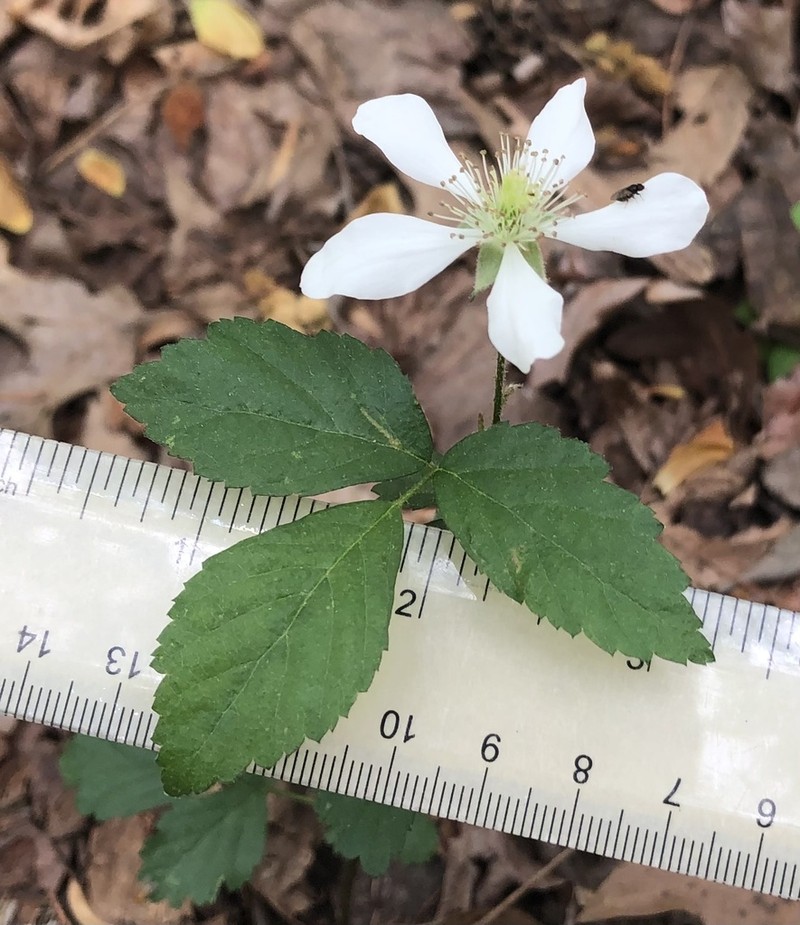 Bottomland Dewberry photo 3