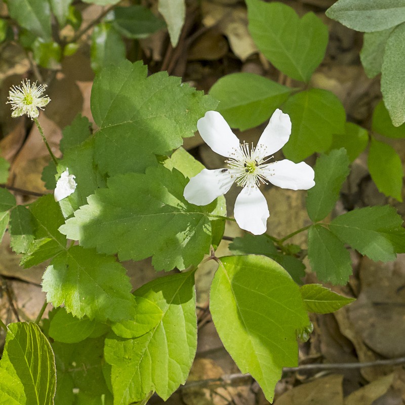 Bottomland Dewberry photo 4