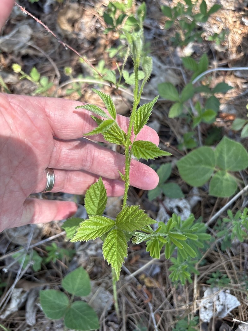 Bottomland Dewberry photo 5