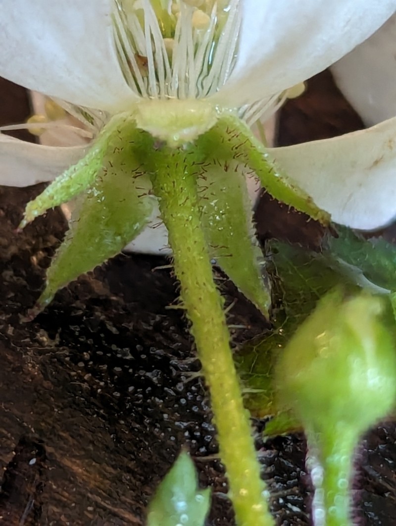 Bottomland Dewberry photo 6