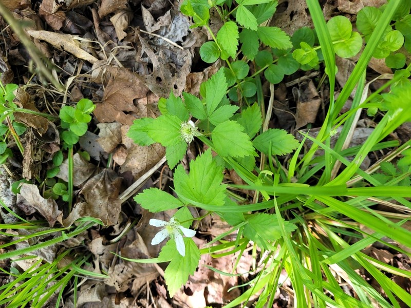 Bottomland Dewberry photo 7