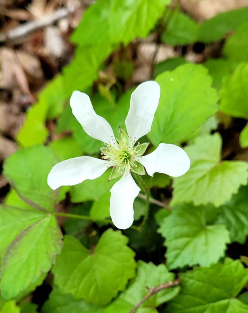 Bottomland Dewberry photo 8