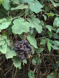 Rubus setchuenensis