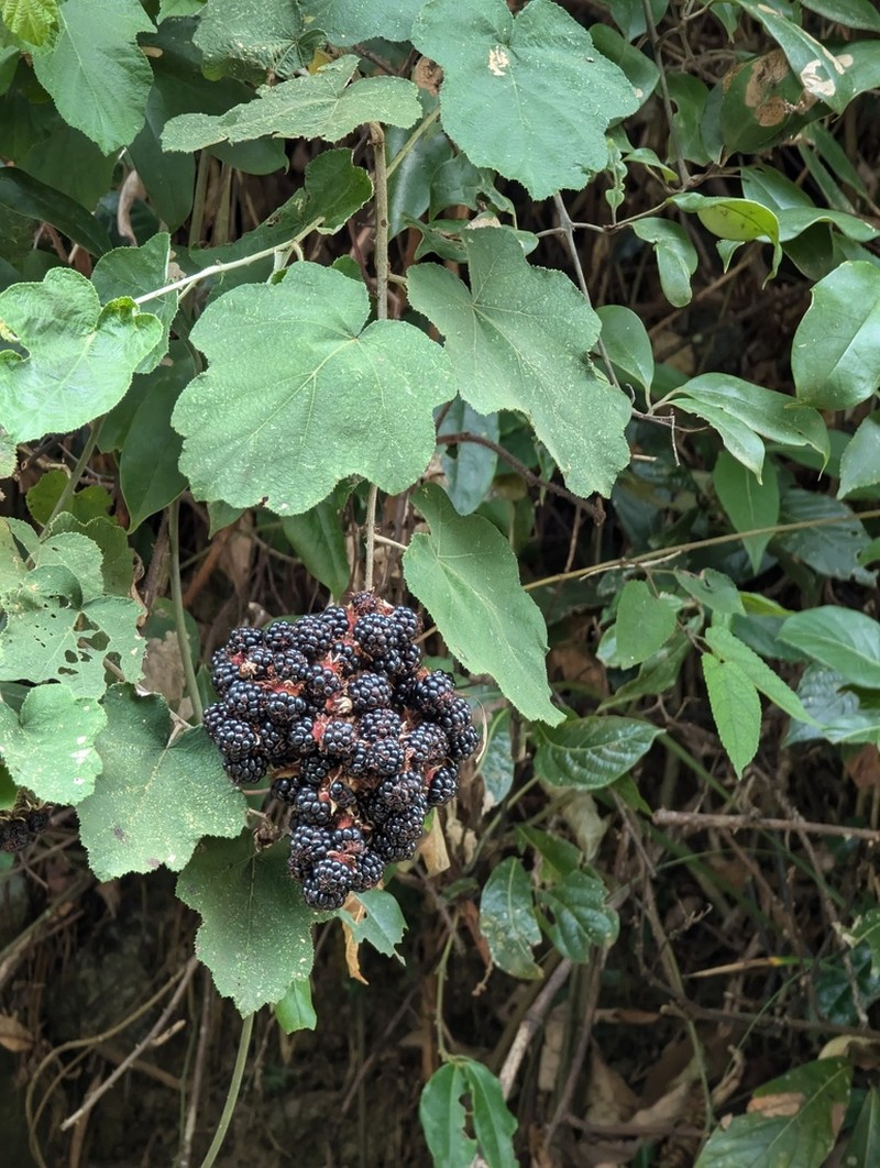 Rubus setchuenensis