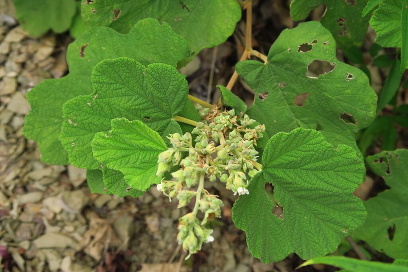 Rubus setchuenensis photo 2