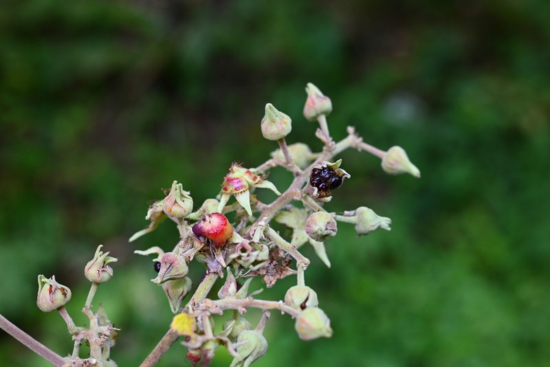 Rubus setchuenensis photo 3