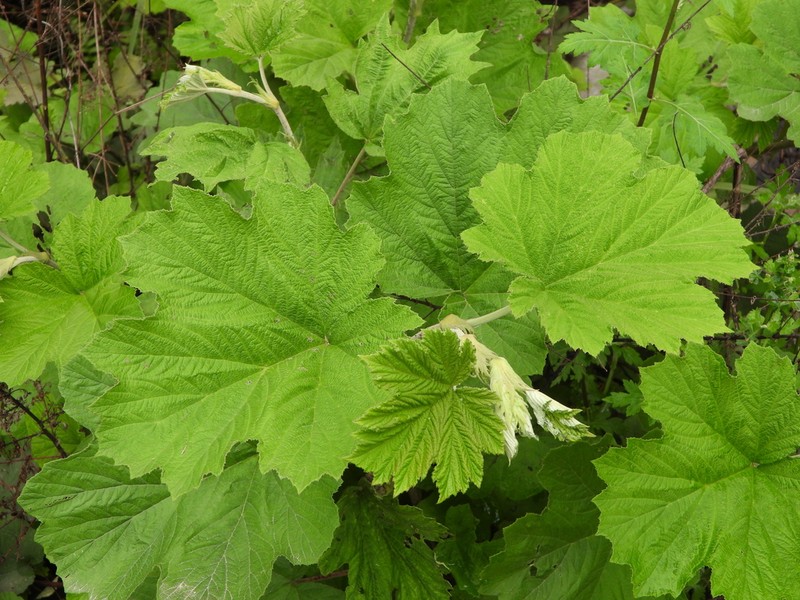 Rubus setchuenensis photo 4